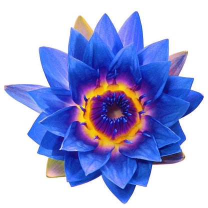 I Am Blessed Blissful Elixir – Frequency Lifter - Blue Lotus & Rose - 10mL or 30mL Dropper Bottle Divine Light Codes